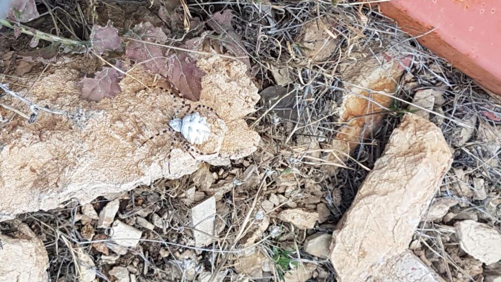 Dünyanın en zehirli örümceklerinden biri Malatya da görüldü