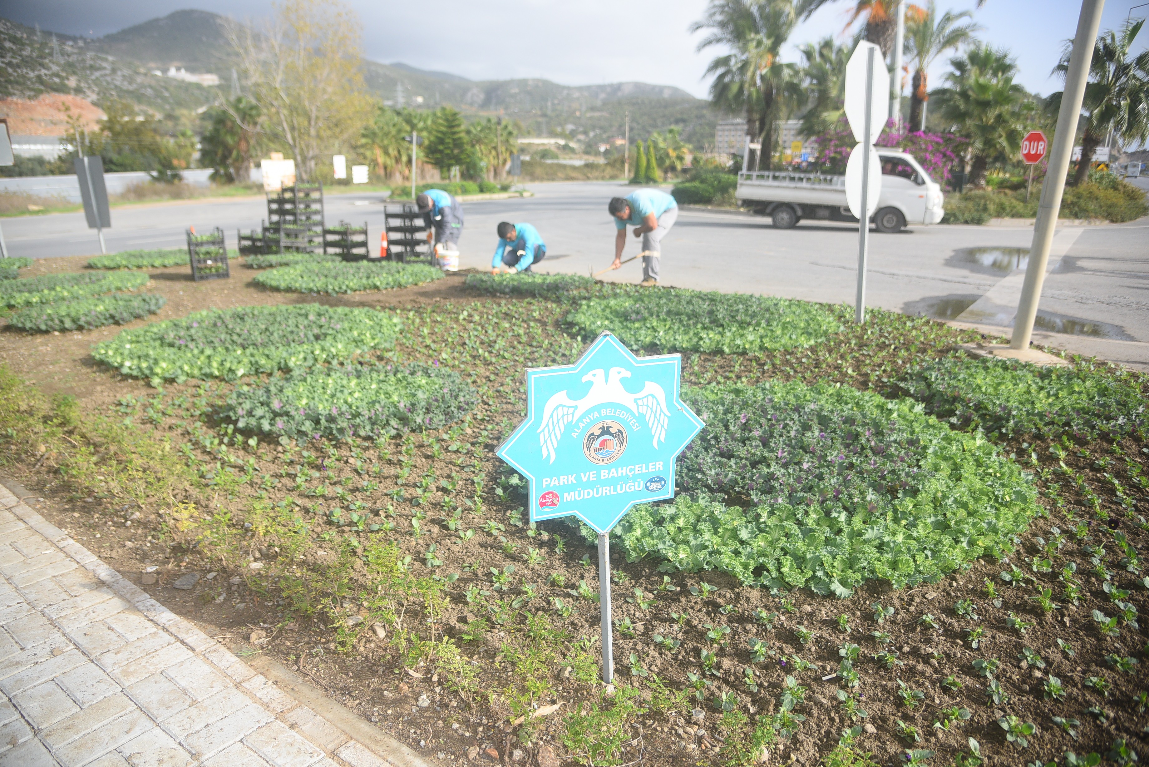 Alanya’da binlerce çiçek toprakla buluşuyor