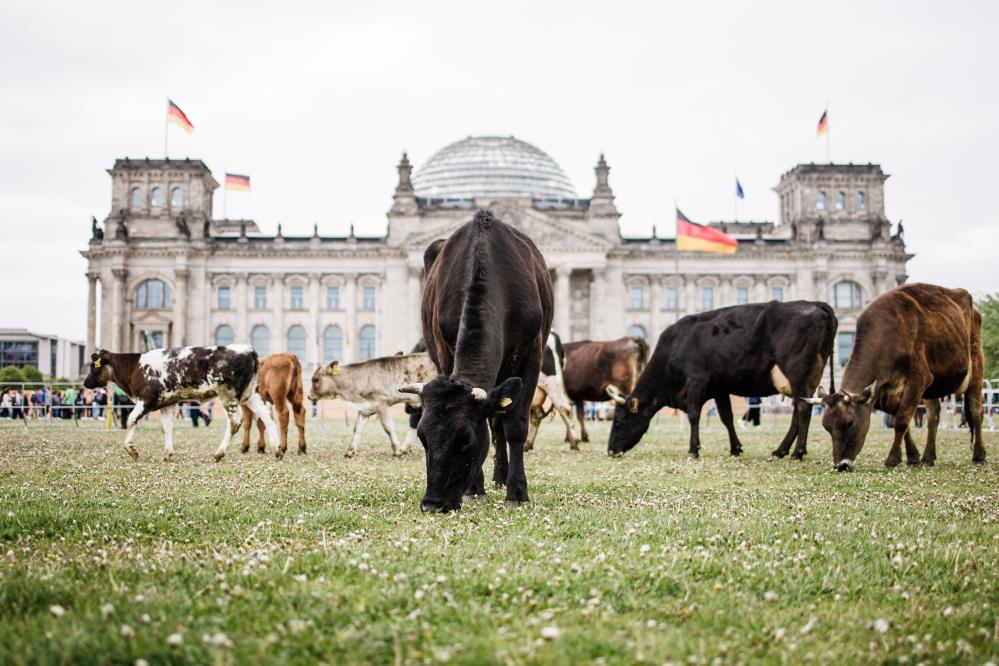 Almanya’da aktivistler meclis önünde inek otlattı