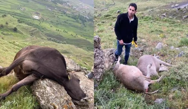 Hakkari de inekleri yıldırım çarptı