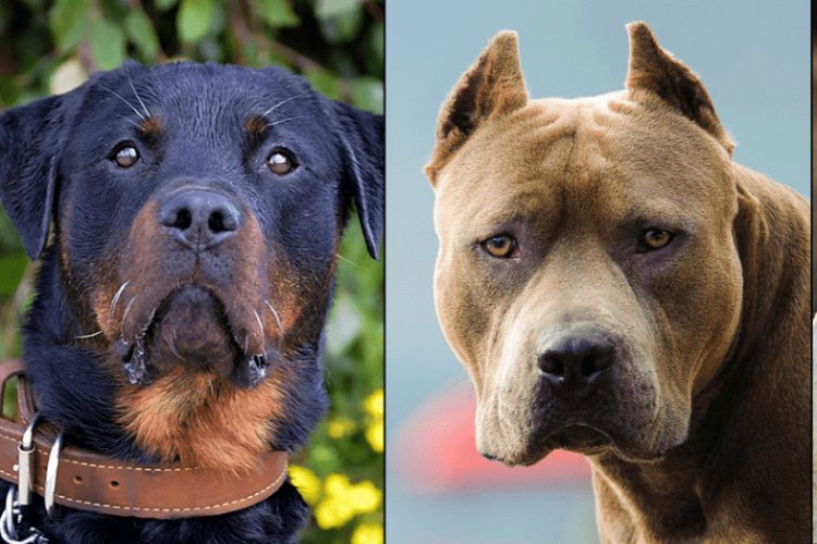Yasaklı köpekler listesine iki ırk daha eklendi