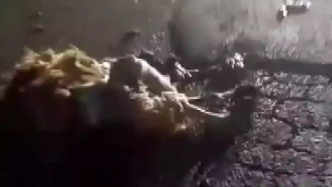 Feci kaza! 10 hayvan öldü
