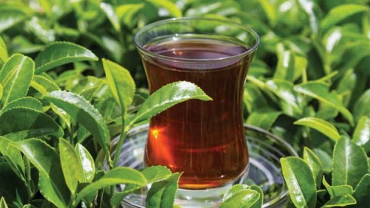 Çay ihracatı 8 ayda yüzde 22 arttı