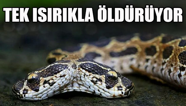 Tek bir ısırıkla öldürüyor!