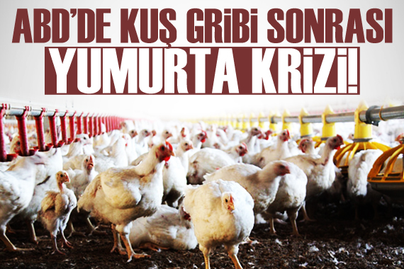 ABD de kuş gribi sonrası yumurta krizi!