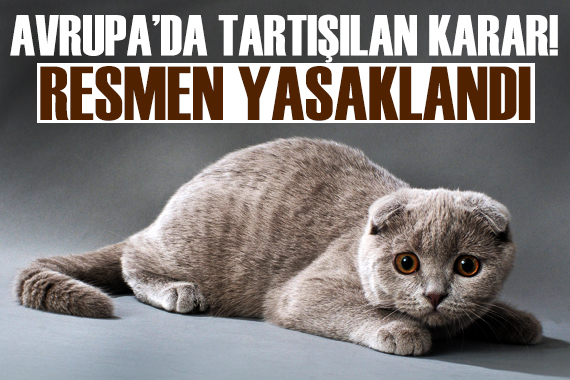Hollanda da iki cins kedi türünün sahiplenilmesini yasakladı