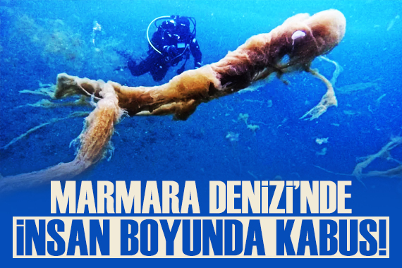 Marmara Denizi nde insan boyunda kabus!