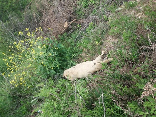 Manisa da köpek katliamı!