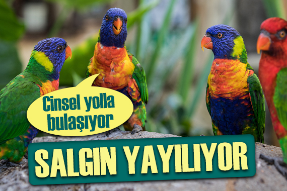 Kuşlar arasında cinsel yolla bulaşıyor!