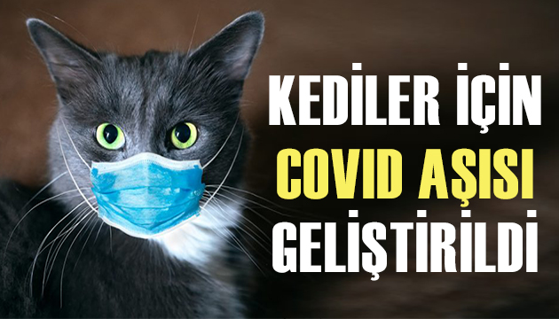 Kediler için Covid Aşısı geliştirildi!
