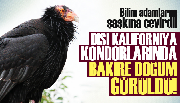 Dişi Kaliforniya kondorlarında bakire doğum görüldü!