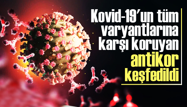 Kovid-19 un tüm varyantlarına karşı koruyan antikor keşfedildi