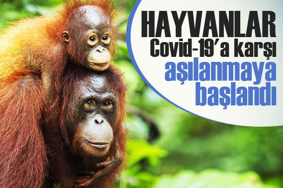 Hayvanlar Covid-19 a karşı aşılanmaya başlandı