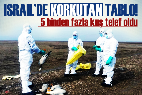 İsrail de korkutan tablo! 5 binden fazla kuş telef oldu