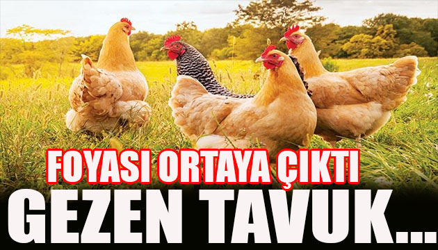 Gezen tavukta şok gelişme! Foyası ortaya çıktı