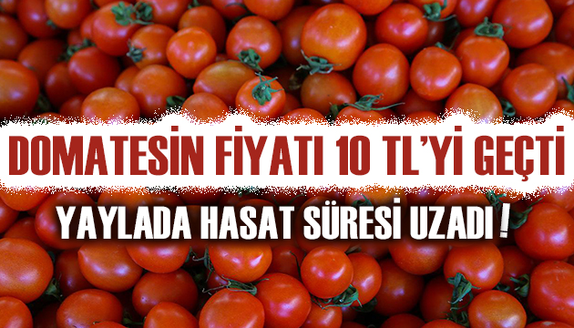 Domatesin fiyatı 10 lirayı geçti, yaylada hasat süresi uzadı!