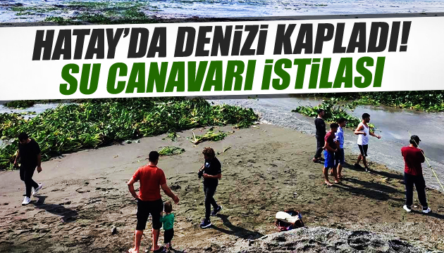 Hatay da su canavarı istilası!