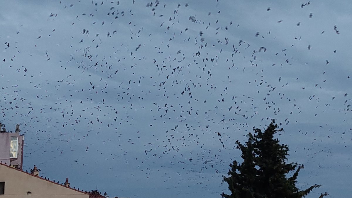 Tekirdağ da karga istilası!