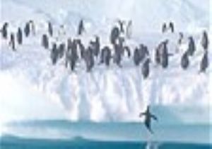 Penguenlerin Müthiş Gözterisi!