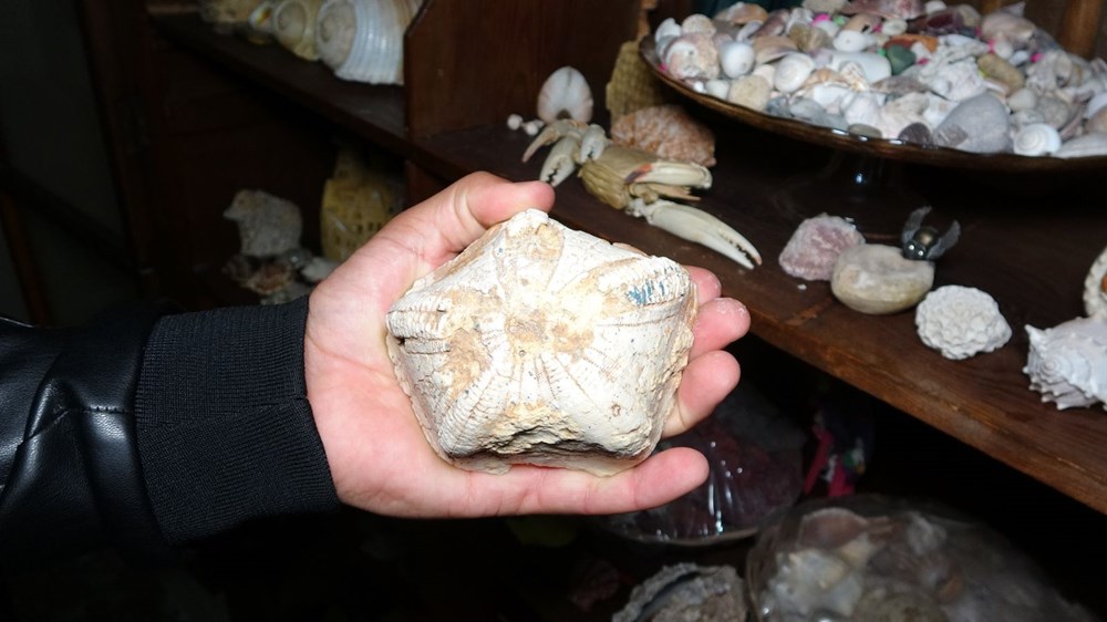 Mardin de deniz canlıları fosili!