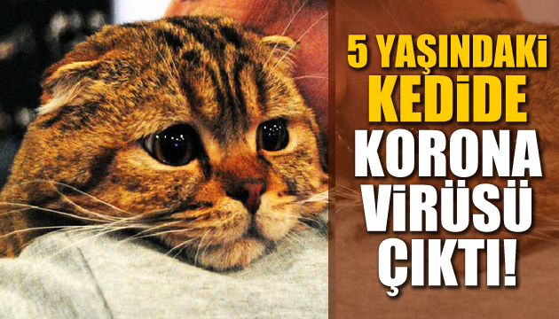 Rusya da 5 yaşındaki bir kedide koronavirüs çıktı