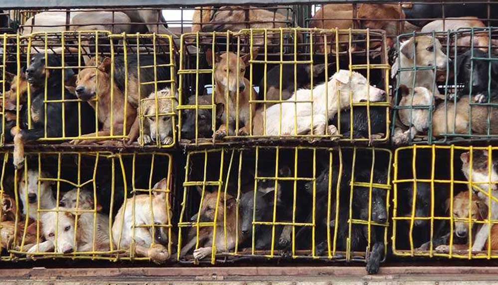Güney Kore de köpek eti yasaklandı