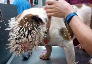 Köpeğin Kirpiyle Ölümcül Oyunu 
