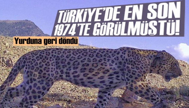 Türkiye'de en son 1974'te görülmüştü, yurduna geri döndü!