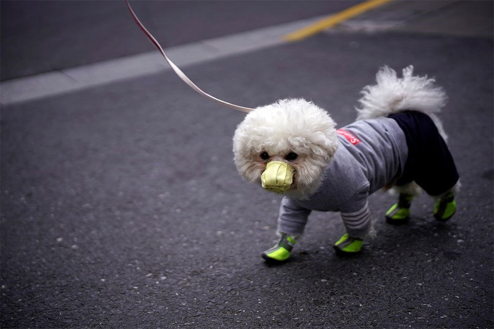 Koronavirüsten ilk köpek ölümü gerçekleşti