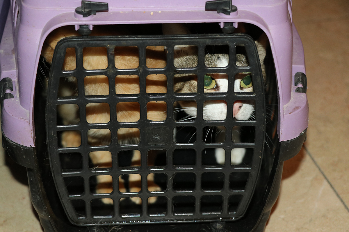 Şikayet edilen evden onlarca kedi çıktı