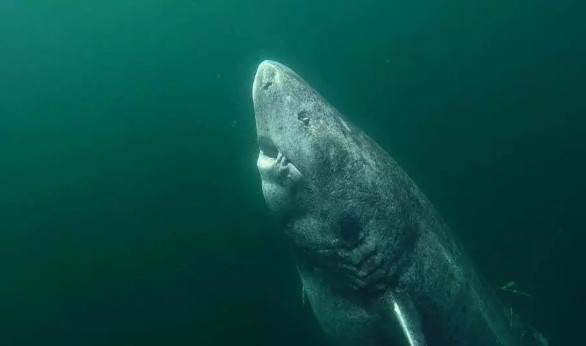 Bu köpekbalığı tam 514 yaşında
