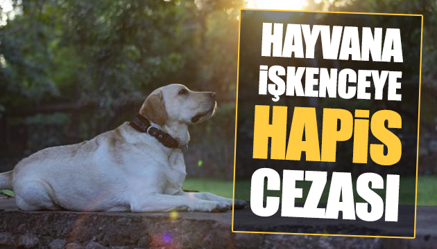 Hayvana işkenceye hapis cezası