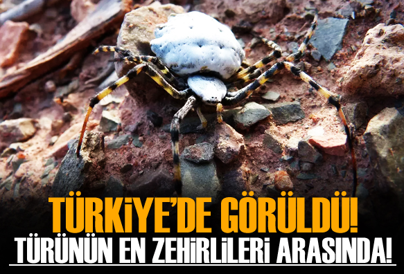 Malatya da dünyanın en zehirli örümceklerinden biri görüldü