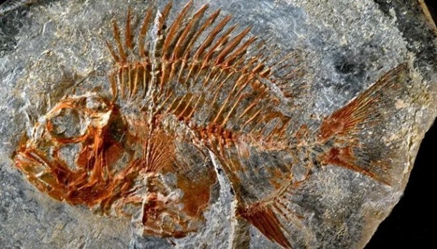 95 milyon yıllık balık fosili bulundu