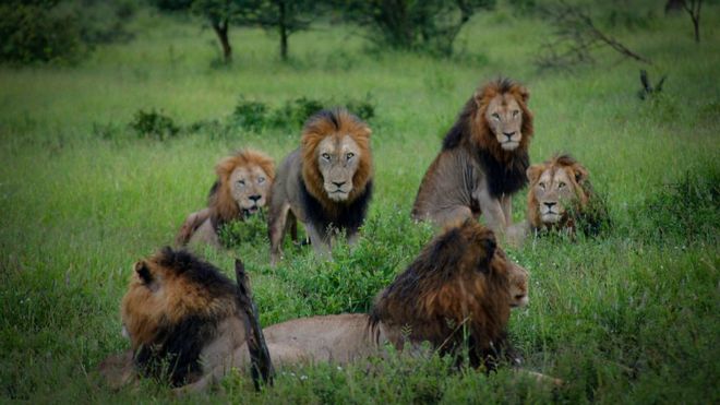 Kaçak avcıyı fil öldürdü, aslanlar yedi