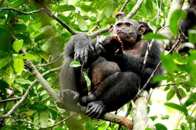 Zenginler düğünlerde şempanze eti yiyor!