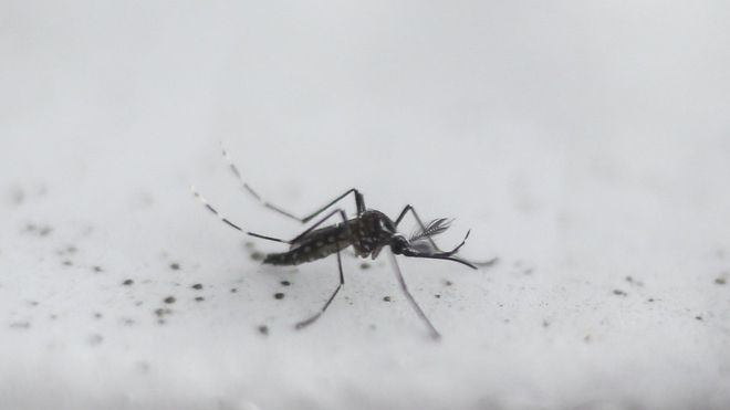  Chikungunya virüsü  alarmı