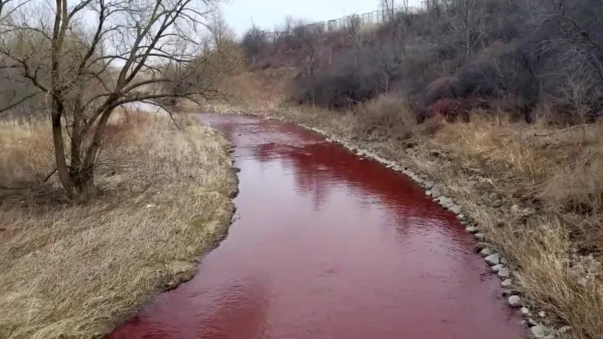 Kanada nın Mississauga kentindeki nehir kırmızıya döndü