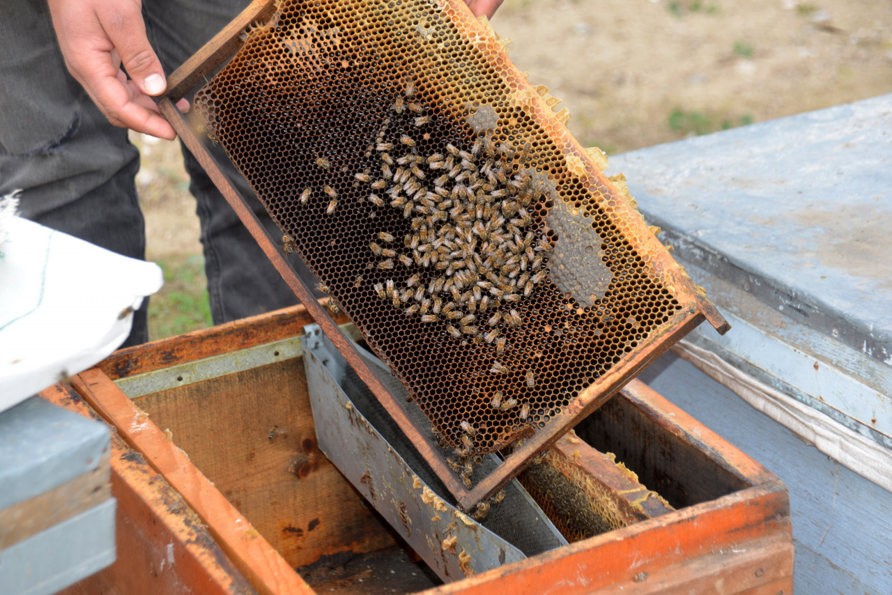 Korkutan arı ölümleri: Böyle giderse hiç kalmayacak