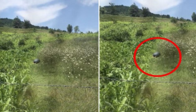Köpeğe cinsel istismarın cezası belli oldu