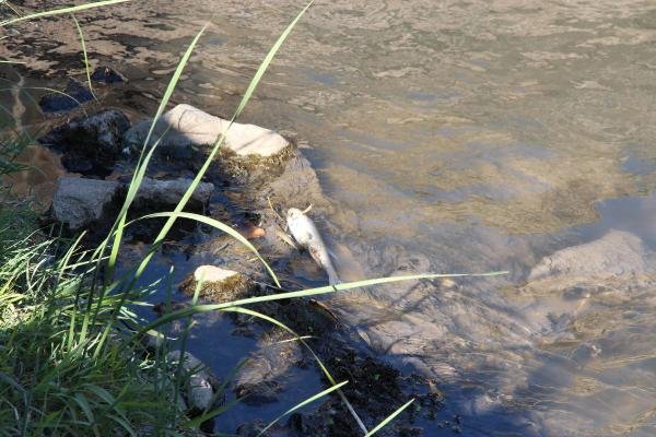 Dicle Nehri’nde ölü balıklar kıyıya vurdu