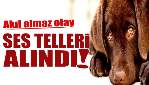 Ankara'da akıl almaz olay: Köpeklerin ses telleri alındı iddiası