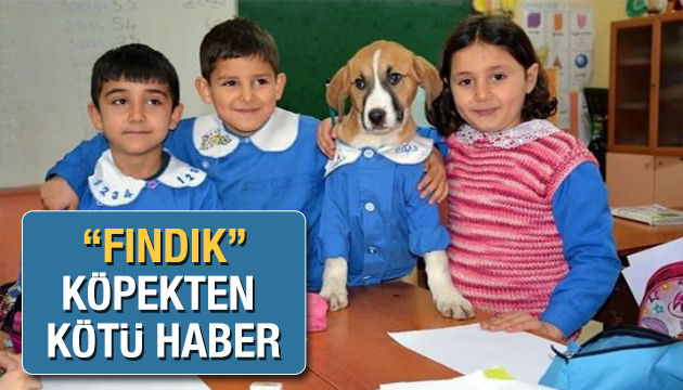 Fındık köpek hayatını kaybetti