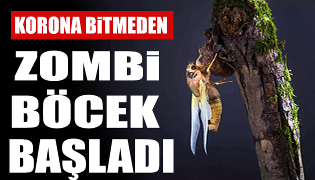 Korona kabusu bitmeden zombi böcek tehlikesi başladı