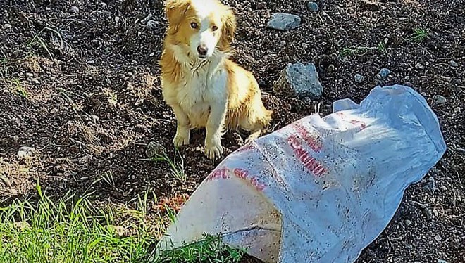 Çuvala koyup ölüme terk ettiler