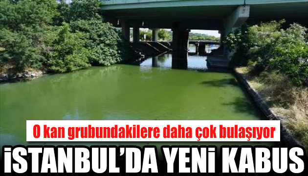 İstanbul da yeni kabus: Sinekler ilaçlara karşı direnç kazandı