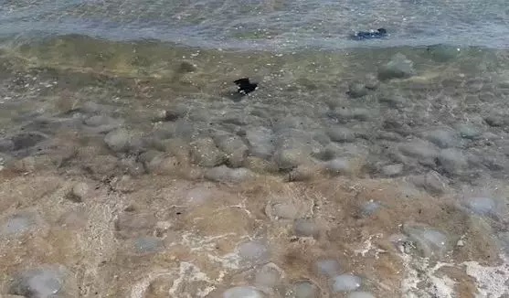 Mersin sahillerini istila etti