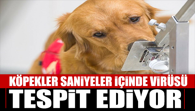 Köpekler saniyeler içinde virüsü tespit ediyor