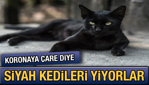 Korona virüse çare diye siyah kedileri yiyorlar