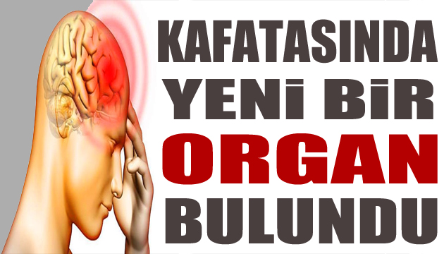 Bilim insanları kafatasında yeni bir organ buldu